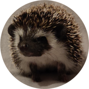 CSH Babuka