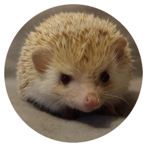 MMI Erik
