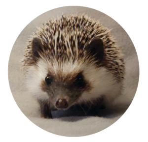 MMI Fiona