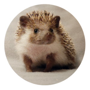 RVHH Freya