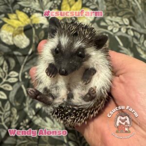 Ez a kis törpesün szerető gazdit keres