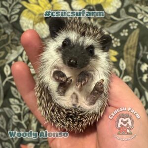 Afrikai fehérhasú törpesün árak