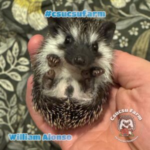 Kézhez szokott, kíváncsi törpesün baba