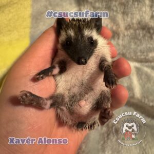 Szocializált, kézhez szokott törpesün kölykök