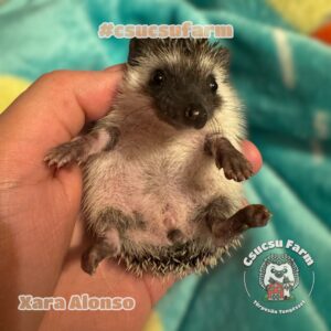 Eladó afrikai fehérhasú törpesün